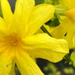 Jasminum primulinum - Jasmin primev�re