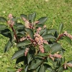 Clethra delavayi