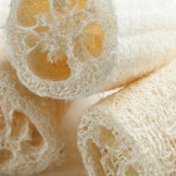 Luffa aegyptiaca