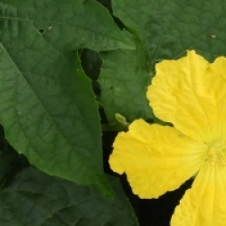 Luffa aegyptiaca