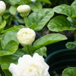 Jasminum sambac 'Grand Duke of Tuscany' - Jasmin d'Arabie Grand Duc de Toscane