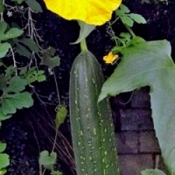 Luffa aegyptiaca
