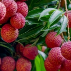 Litchi sinensis 'Wai Chee'