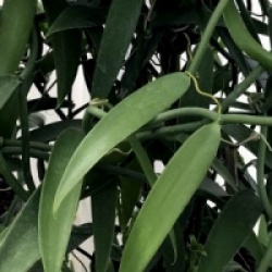 Vanilla x Tahitensis