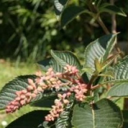 Clethra delavayi