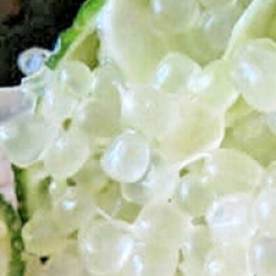 Microcitrus australasica white