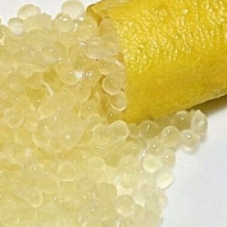 Microcitrus australasica yellow