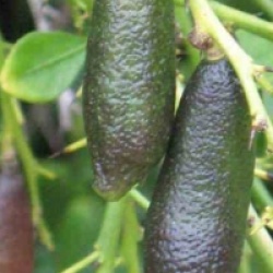 Microcitrus australasica gold