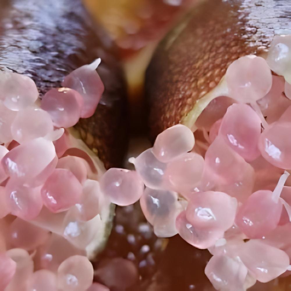 Microcitrus australasica pink - Citron caviar � pulpe rose