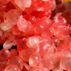 Citron caviar � pulpe rouge