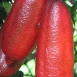 Microcitrus australasica red
