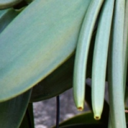 Vanilla tahitensis x Planifolia  - Vanillier hybride Tahitensis Planifolia 