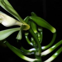 Vanilla odorata