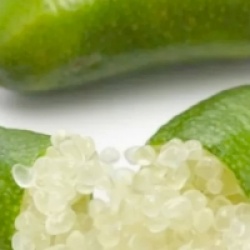 Citron caviar � pulpe blanche