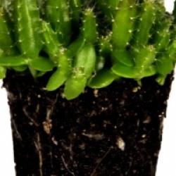Hylocereus 'Halley Comet'