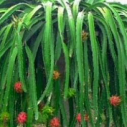 Hylocereus 'Halley Comet'