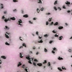 Pitaya du Guatemala, Fruit du dragon