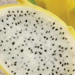 Pitaya Isis Gold, Fruit du dragon