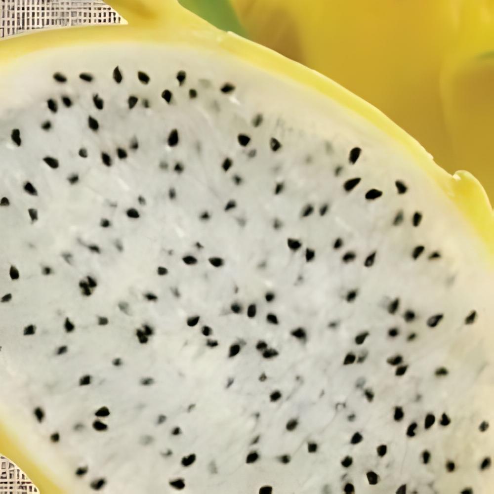Hylocereus 'Isis Gold' - Pitaya Isis Gold, Fruit du dragon