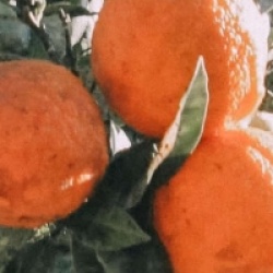 Citrus x clementina 'Arrufatina'