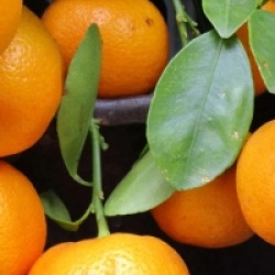 Citrus x clementina 'Clemenules' - Cl�mentinier Clemenules