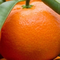 Citrus x clementina 'Hernandina'