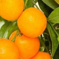 Cl�mentinier Oronules