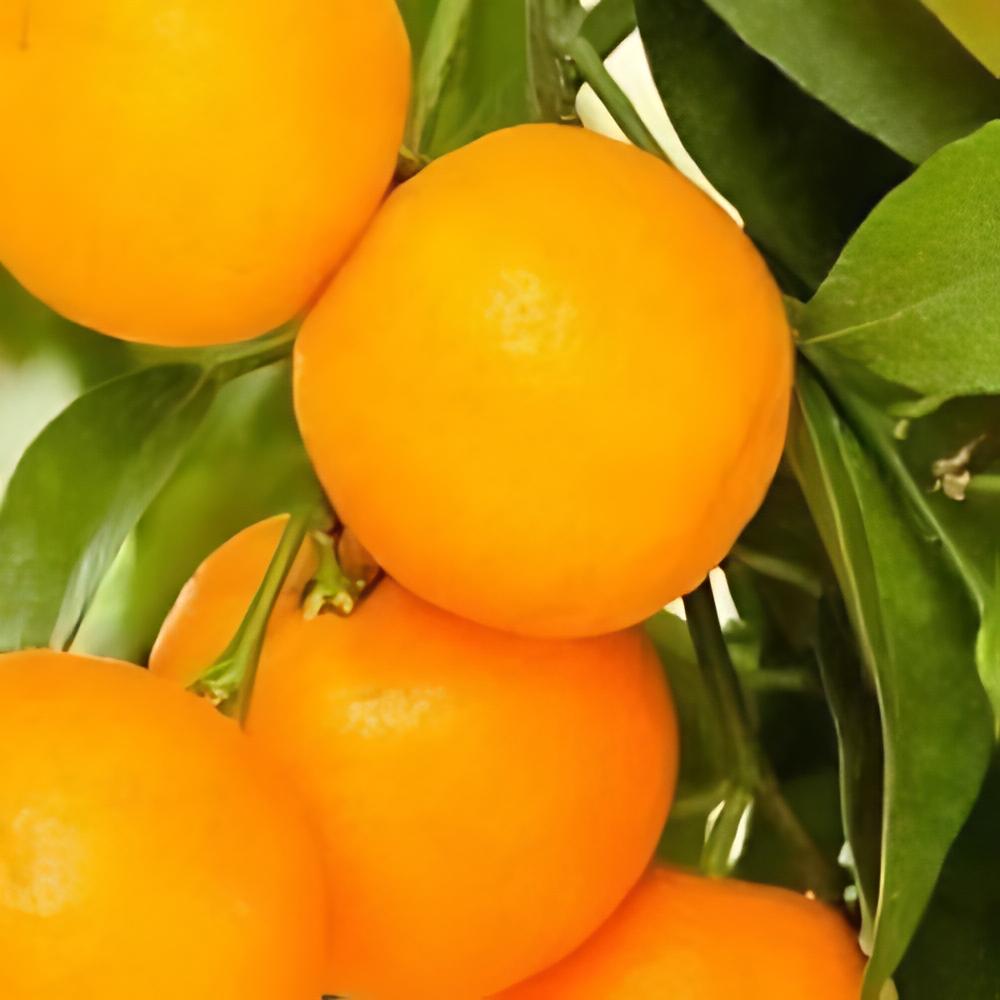 Citrus x clementina 'Oronules' - Cl�mentinier Oronules