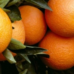 Cl�mentinier Marisol