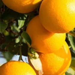 Citrus x clementina 'Nova' - Cl�mentinier Nova