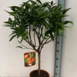 Citrus x clementina 'Ortanique'