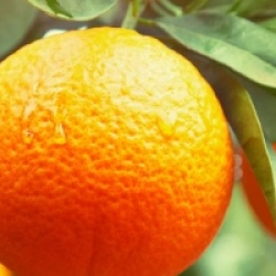 Cl�mentinier Ortanique