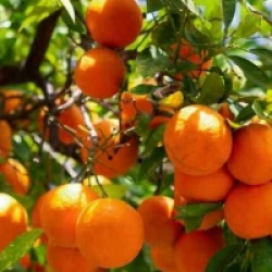 Citrus x clementina 'Satsumas'