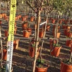 Prunus dulcis 'Guara'