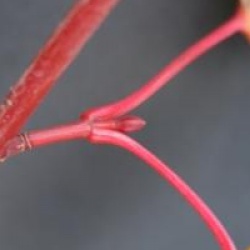 Acer davidii 'Georges Forrest'