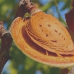 Prunus dulcis 'Largueta'