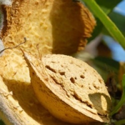 Prunus dulcis 'Lauranne'