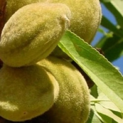 Prunus dulcis 'Mollar' - Amandier Mollar