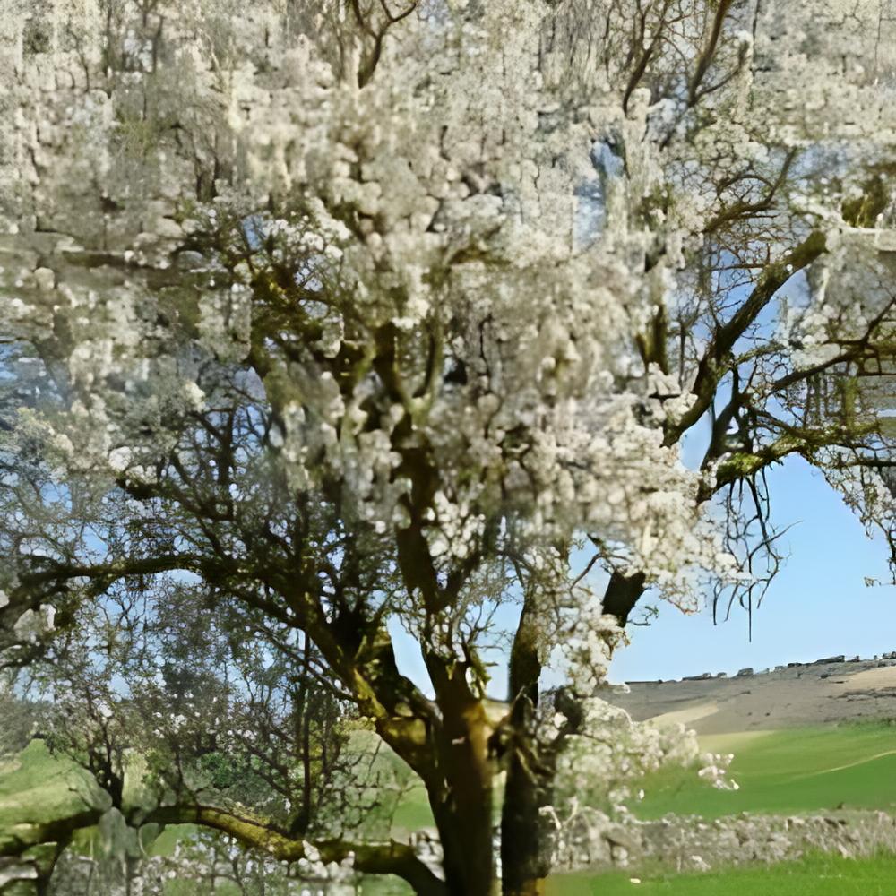 Prunus dulcis 'Largueta' - Amandier Largueta