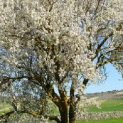 Prunus dulcis 'Largueta' - Amandier Largueta