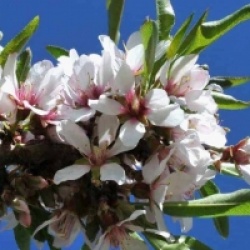 Prunus dulcis 'Lauranne'