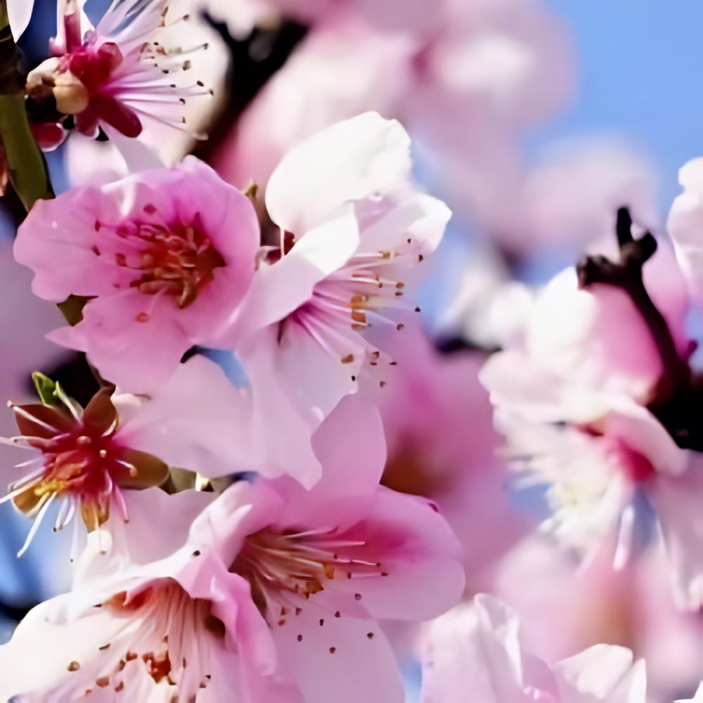 Prunus dulcis 'Marcona' - Amandier Marcona