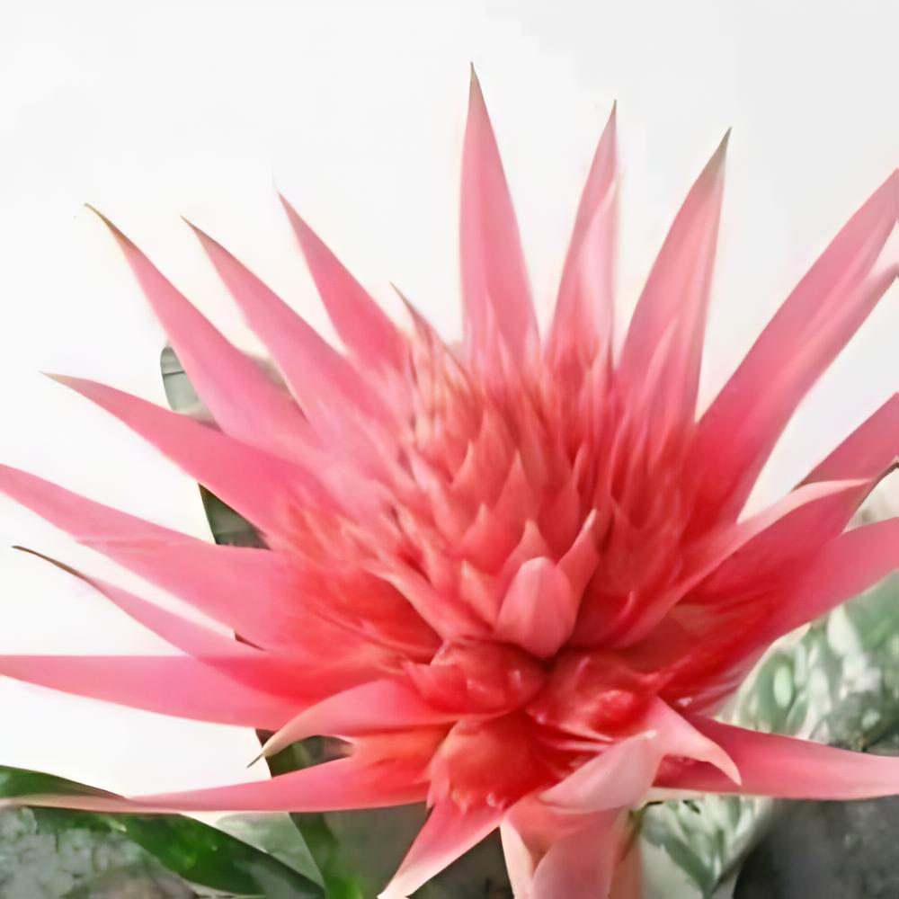 Aechmea fasciata - Aechmea fasciata