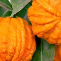 Citrus sinensis x aurantium 'Corrugata' - Oranger Corrugata