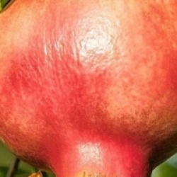 Punica granatum 'Mollar de Elche' - Grenadier � fruits Mollar de Elche