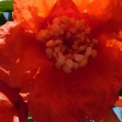 Punica granatum 'Wonderful'