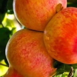 Grenadier � fruit Wonderful