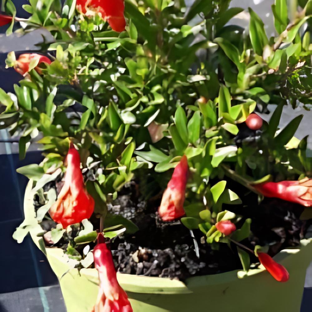 Punica granatum nana - Grenadier � fruits nain