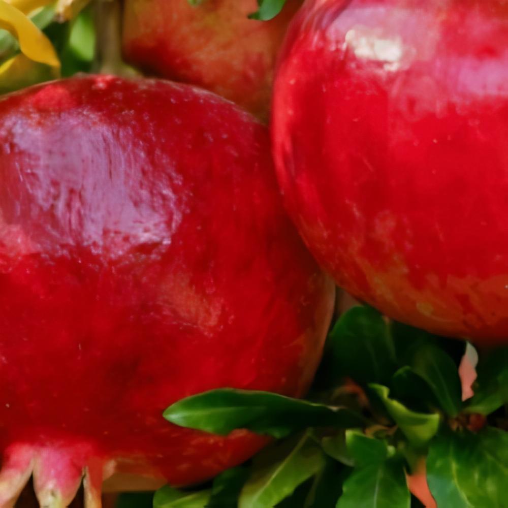 Punica granatum 'Fina Tendral' - Grenadier � fruits Fina Tendral