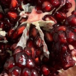 Punica granatum 'Mollar de Elche'